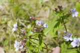 Geranium albiflorum