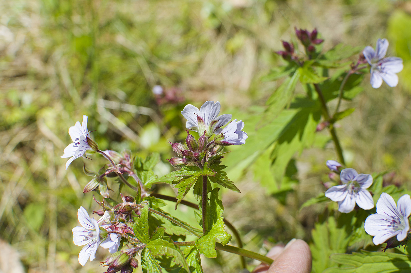 Image of Geranium albiflorum specimen.