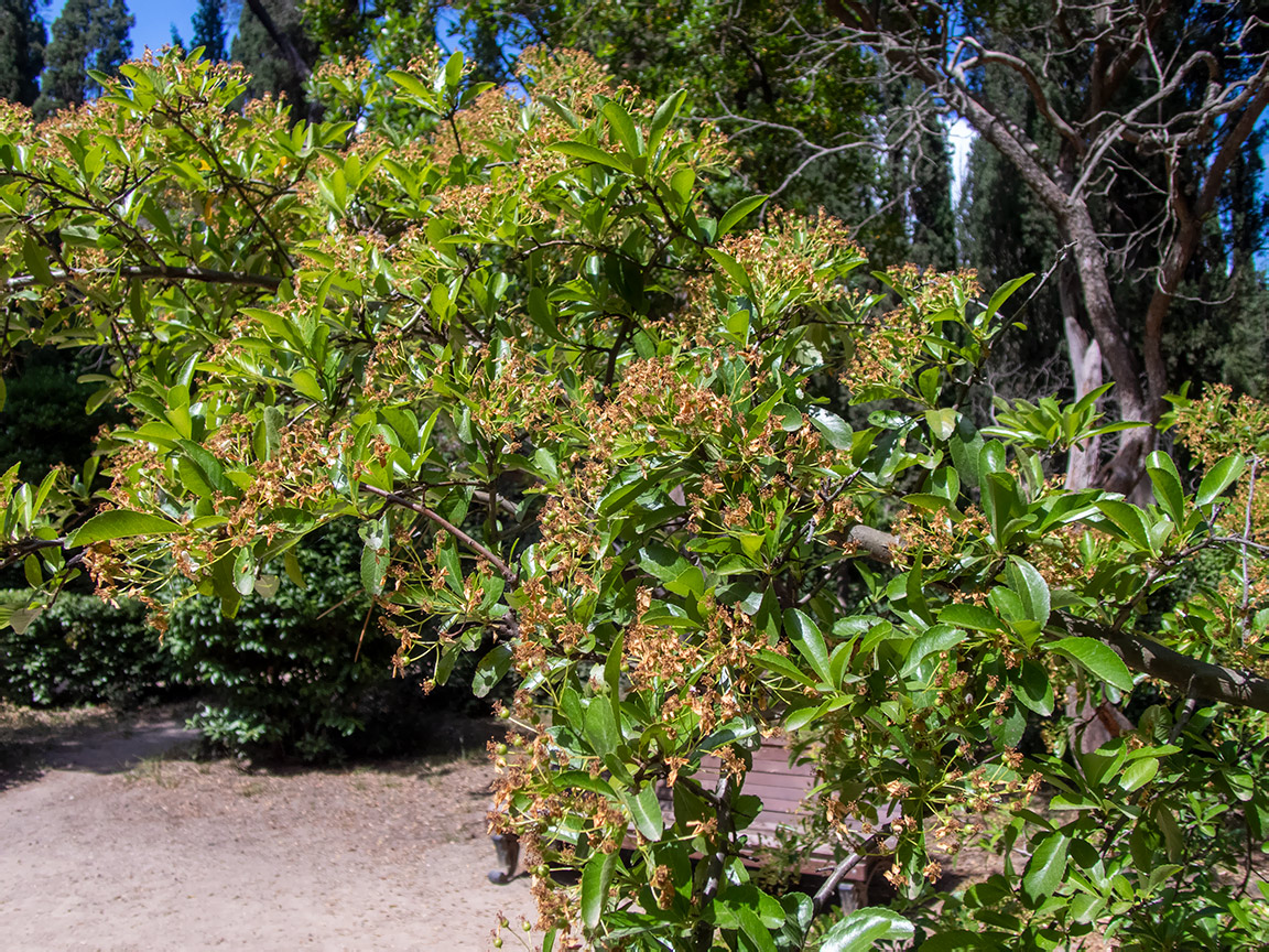 Image of genus Pyracantha specimen.