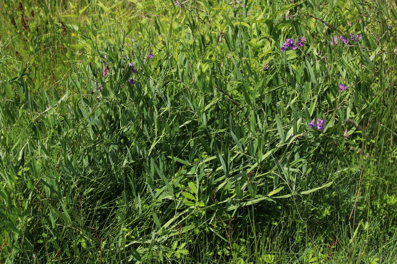 Изображение особи Lathyrus palustris.