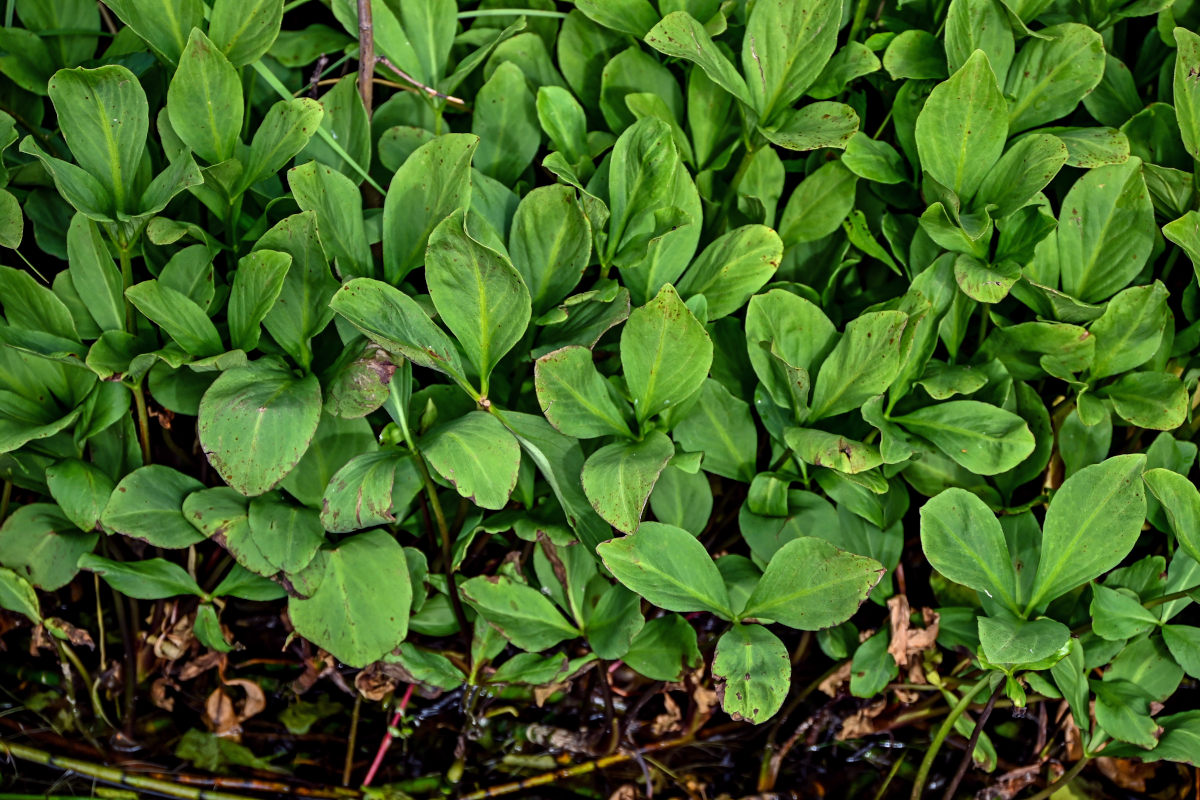 Изображение особи Menyanthes trifoliata.