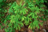 Adiantum pedatum