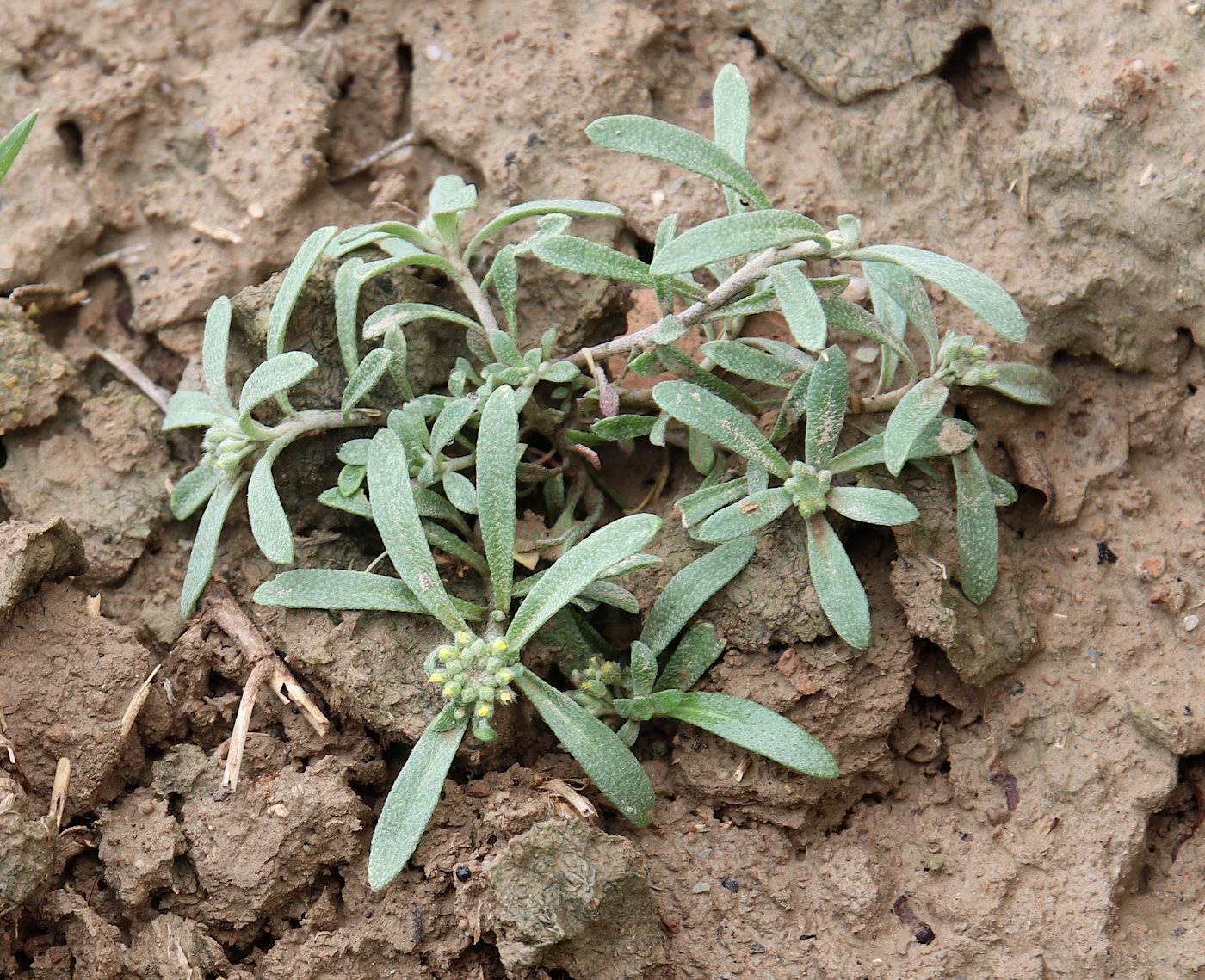 Image of Alyssum turkestanicum var. desertorum specimen.