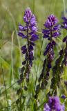 Polygala sibirica. Верхушки доцветающих побегов с завязями. Оренбургская обл., Кувандыкский муниципальный округ, степь. 28 мая 2024 г.
