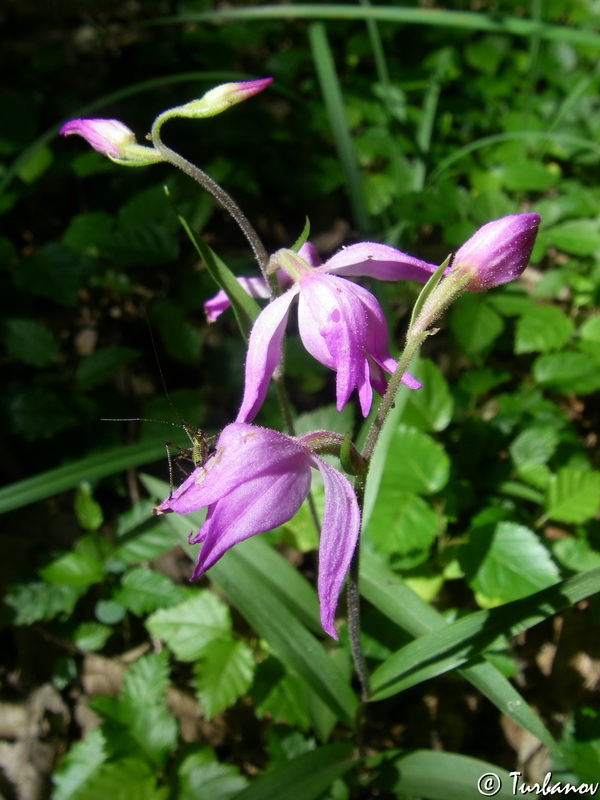 Изображение особи Cephalanthera rubra.