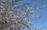 View full-size image genus Prunus