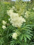 Смотреть изображение Filipendula ulmaria