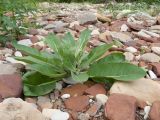 View full-size image Verbascum gnaphalodes