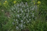 View full-size image Marrubium astracanicum