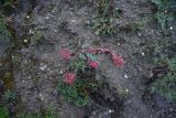 View full-size image Euphorbia myrsinites