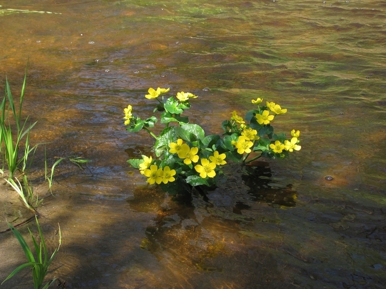 Image of Caltha palustris specimen.