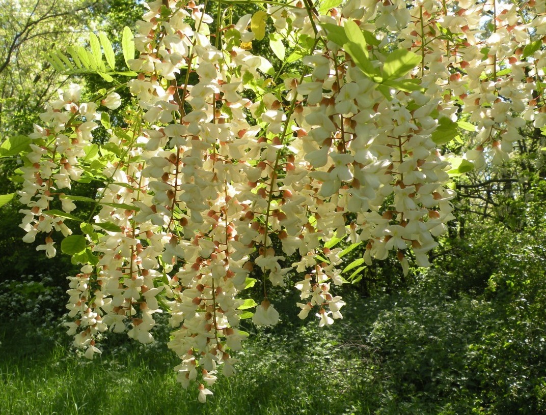 Image of Robinia pseudoacacia specimen.