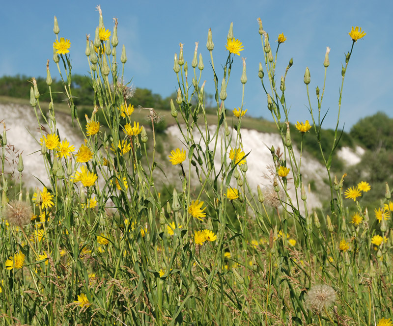 Image of Tragopogon orientalis specimen.