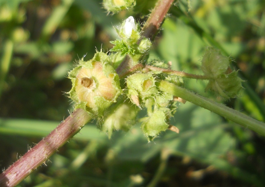 Image of Malva pusilla specimen.