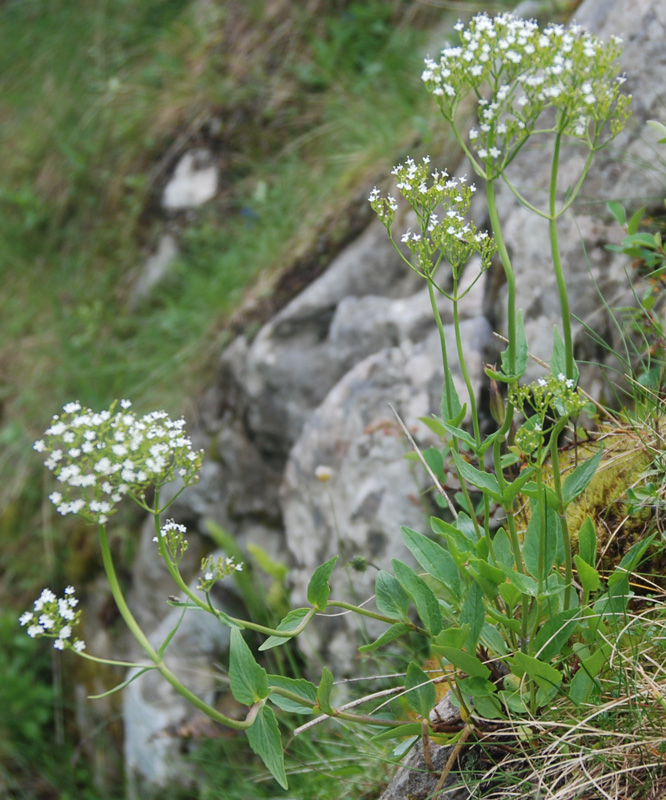 Image of Valeriana montana specimen.