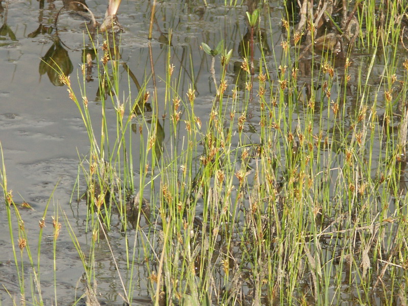 Image of Rhynchospora fusca specimen.