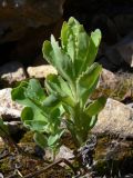 Hylotelephium triphyllum. Молодые побеги на моховой подстилке. Свердловская обл., окр. г. Североуральск, правый берег канала Дублёр. 24.05.2011.