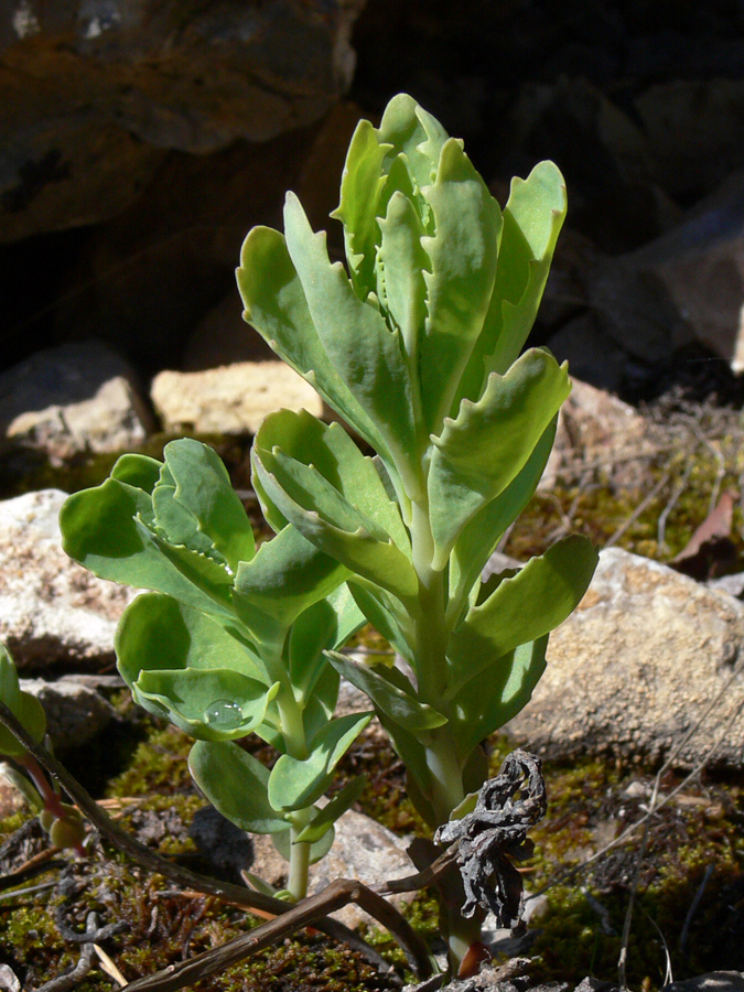 Изображение особи Hylotelephium triphyllum.