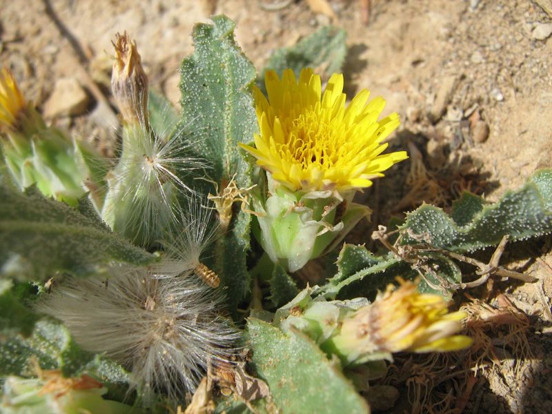 Image of Reichardia tingitana specimen.