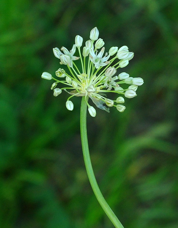 Изображение особи Allium saposhnikovii.