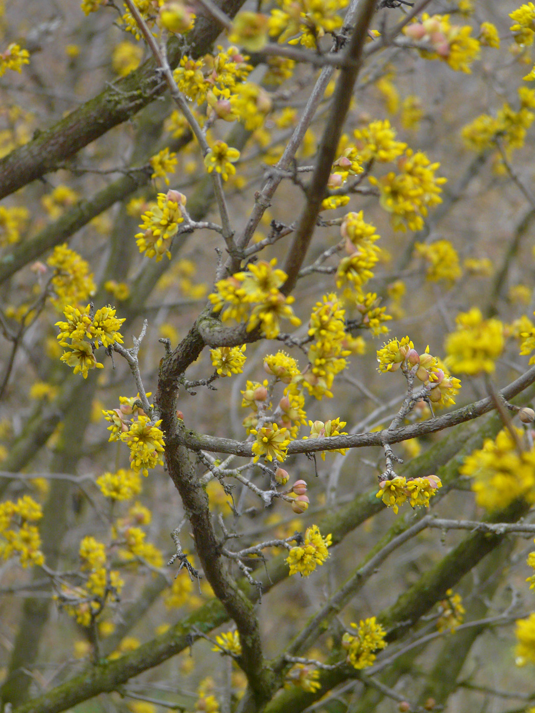 Изображение особи Cornus mas.