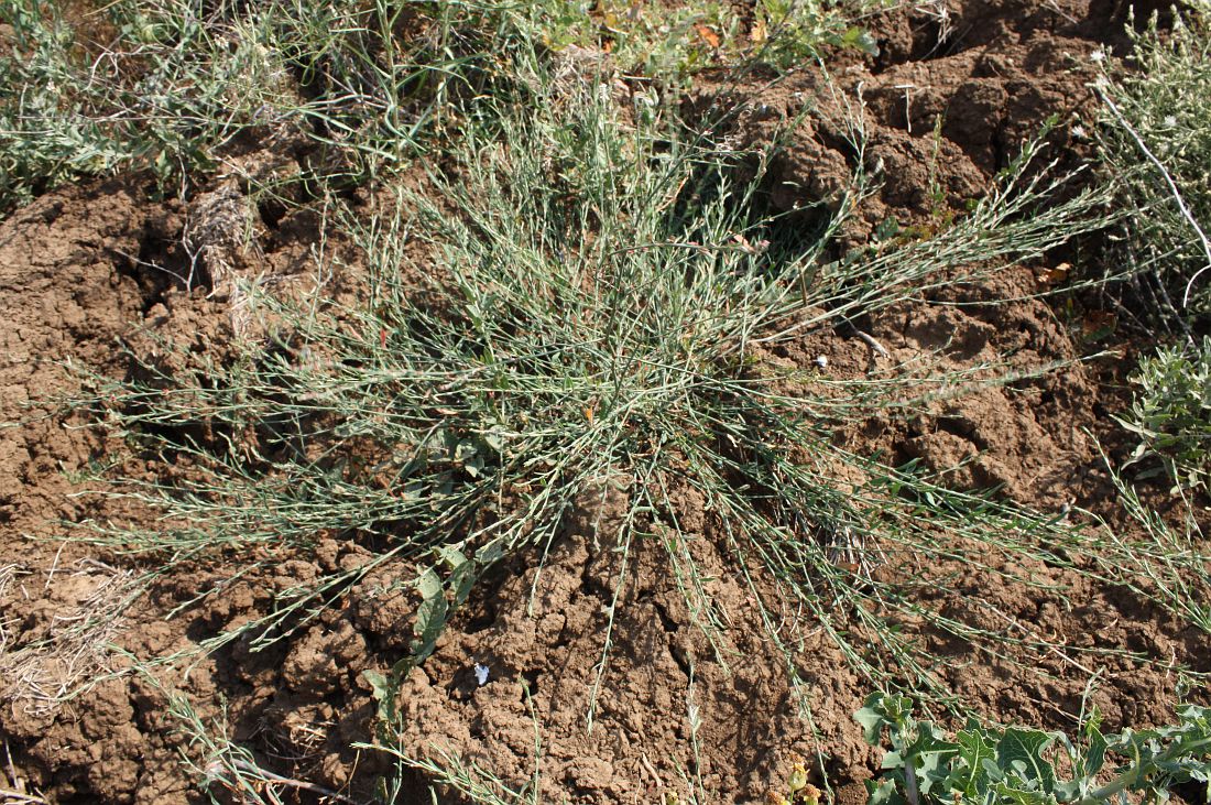 Image of genus Polygonum specimen.