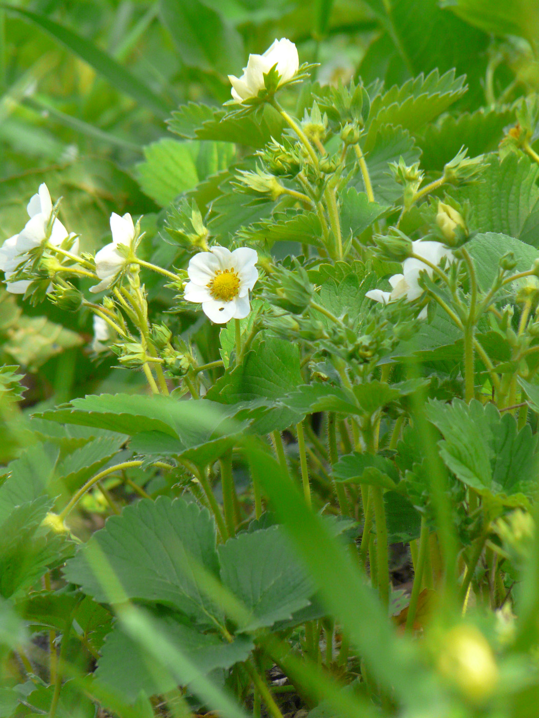 Image of Fragaria &times; ananassa specimen.