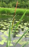 Typha latifolia. Цветущее растение. Ярославская обл., Переславский р-н, окр. с. Копнино, р. Нерль. 08.07.2011.