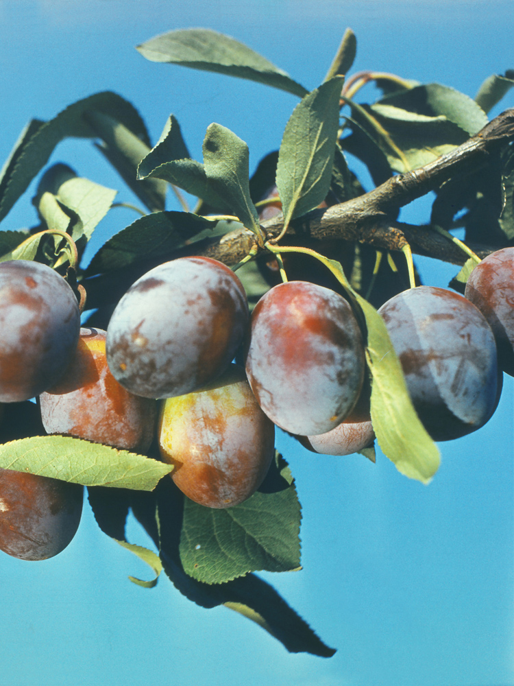 Image of Prunus domestica specimen.