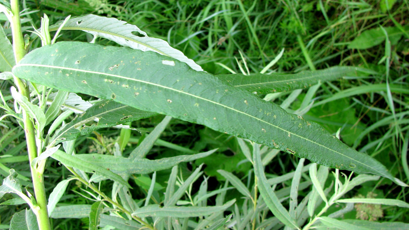 Image of Salix &times; stipularis specimen.