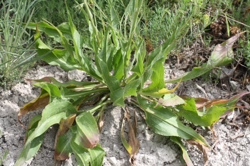 Image of Scorzonera taurica specimen.