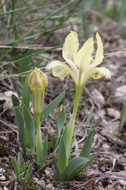 Image of Iris pumila specimen.