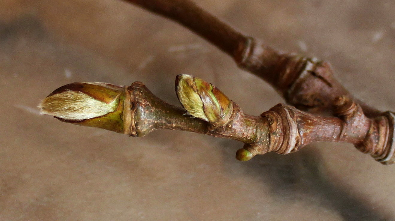 Image of Platanus &times; acerifolia specimen.