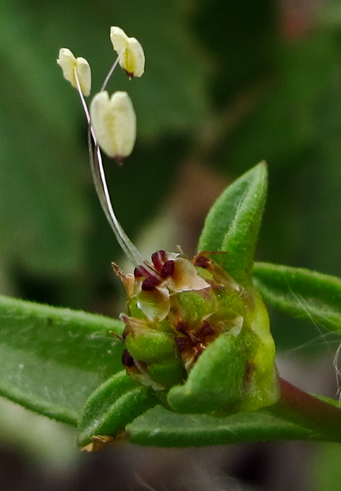 Изображение особи Plantago sarcophylla.