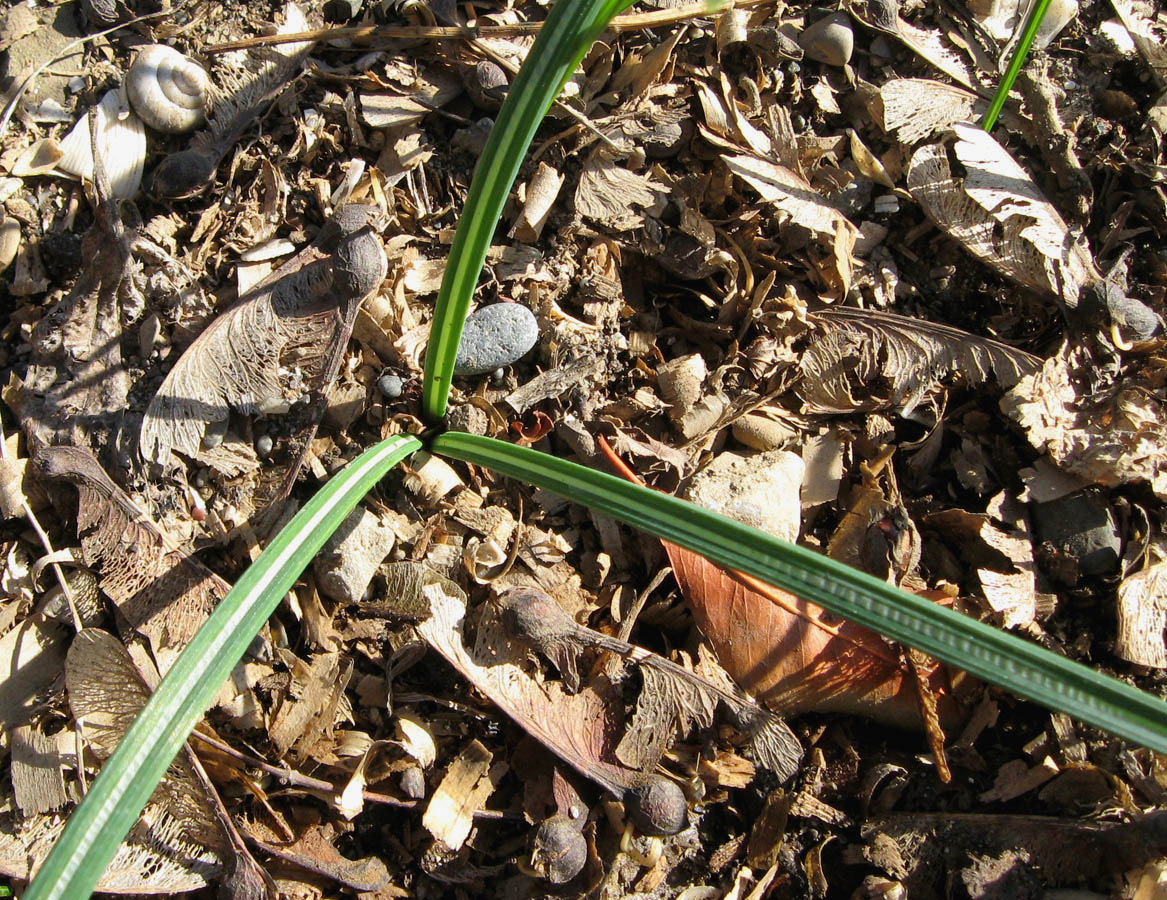 Image of Crocus speciosus specimen.