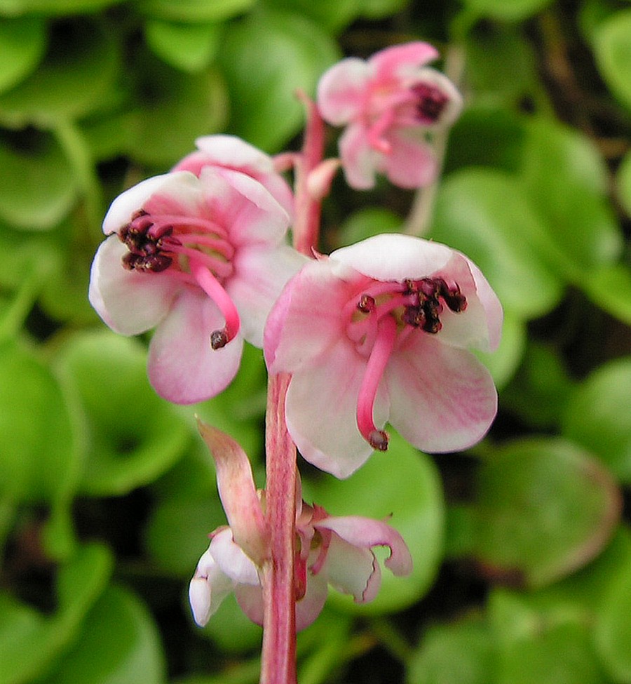 Изображение особи Pyrola incarnata.