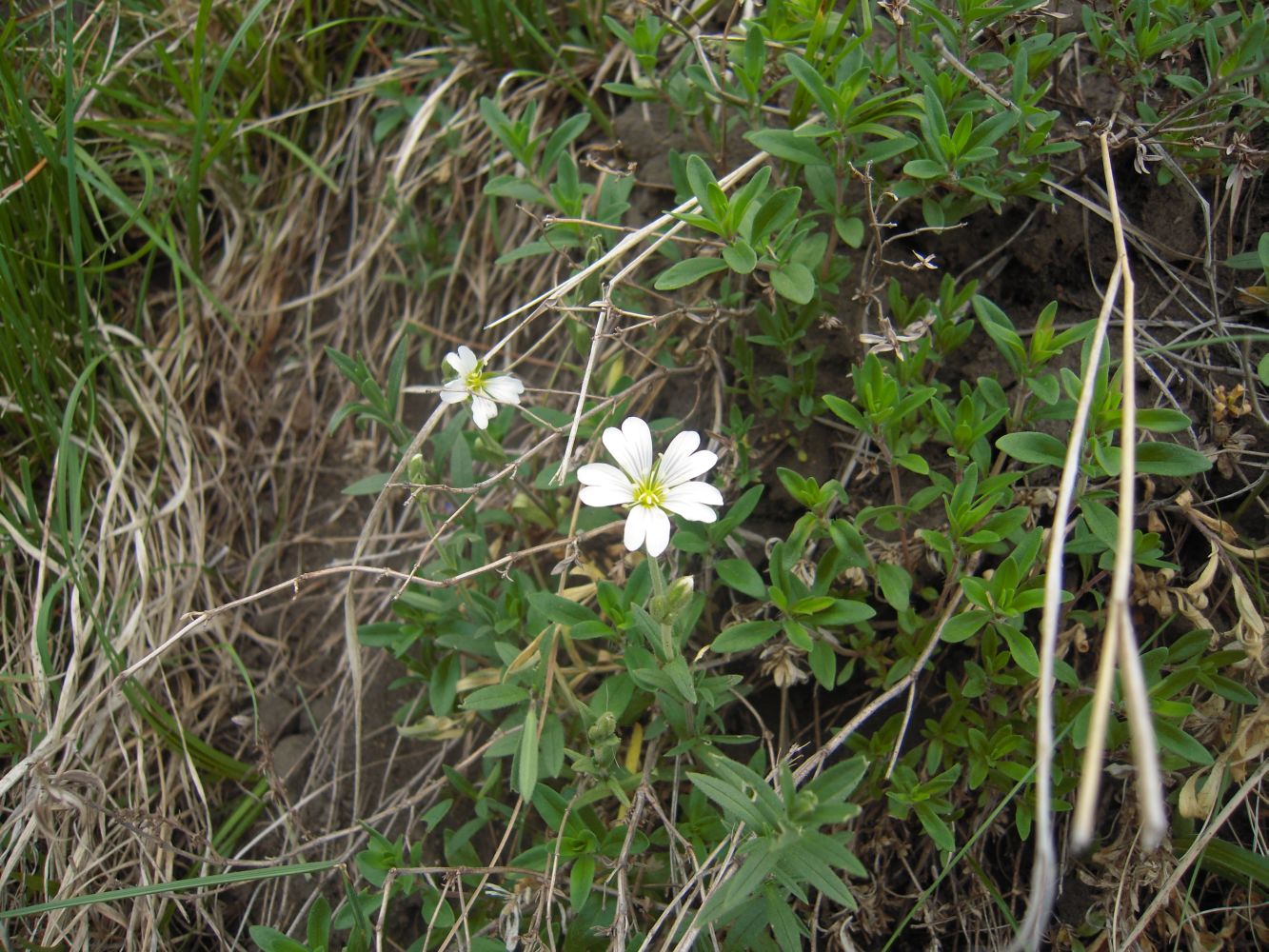 Image of Cerastium arvense specimen.