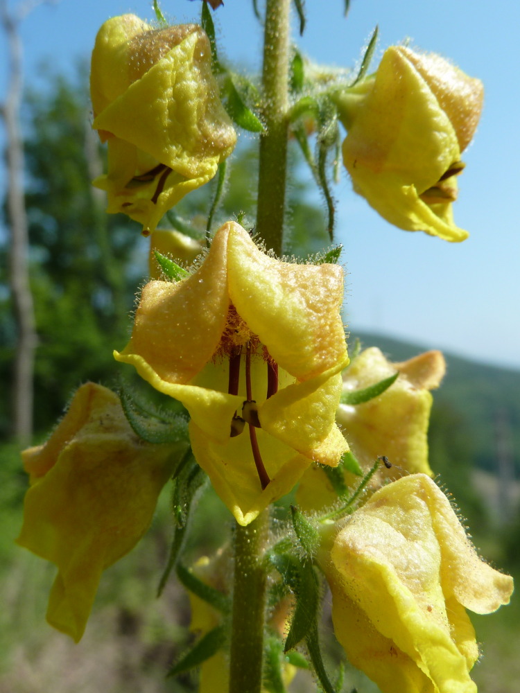 Изображение особи Verbascum spectabile.