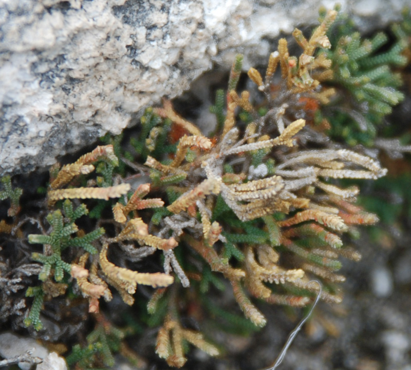 Image of Selaginella sanguinolenta specimen.