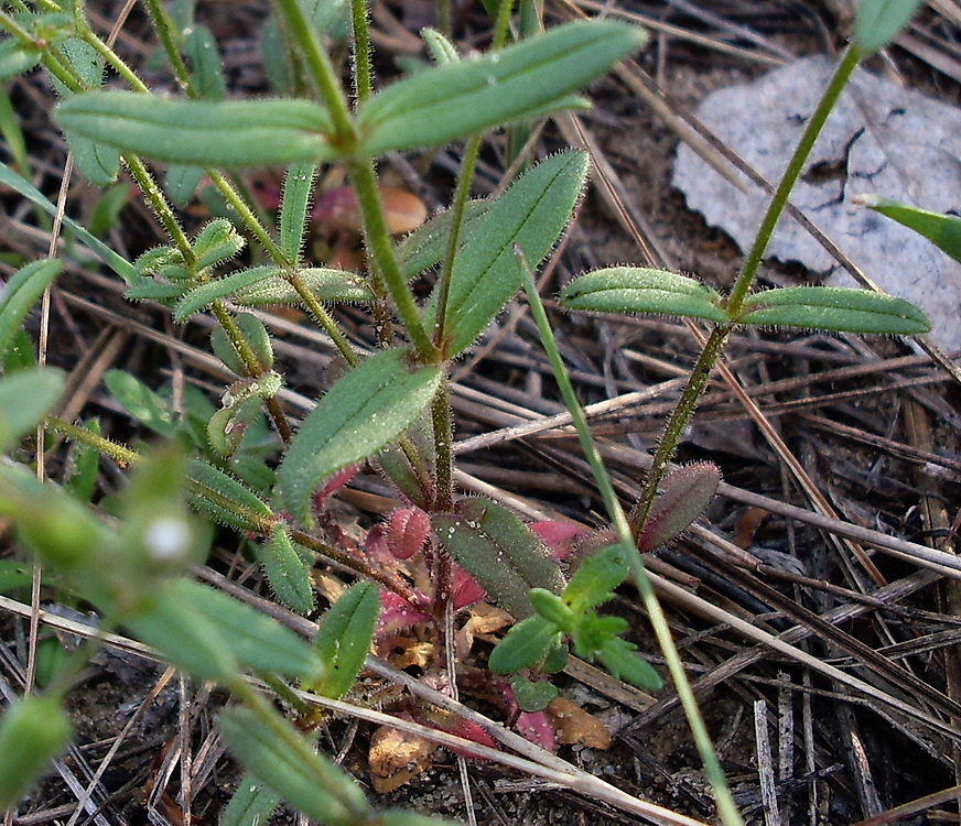 Image of Cerastium pseudobulgaricum specimen.