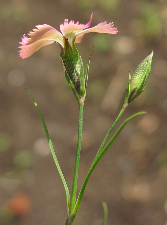 Изображение особи Dianthus pavonius.