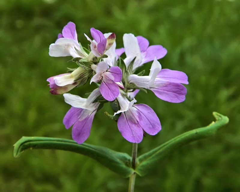 Image of Collinsia heterophylla specimen.