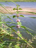 Mentha arvensis