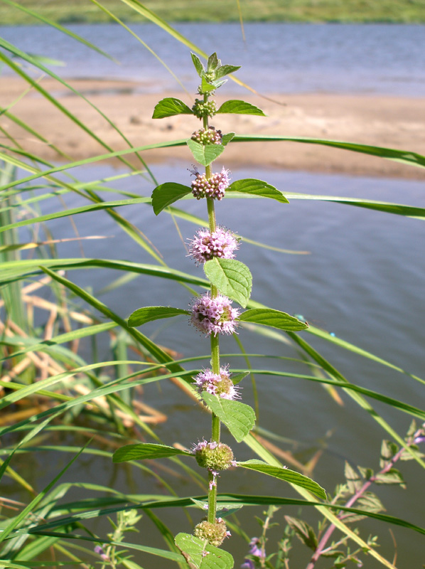 Изображение особи Mentha arvensis.