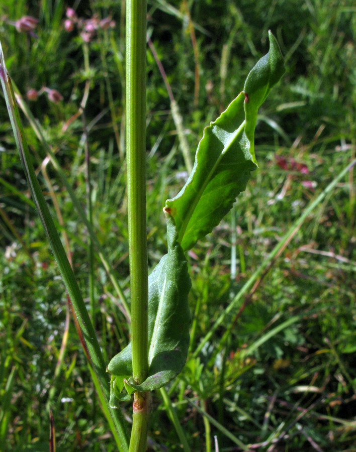 Image of Rumex thyrsiflorus specimen.