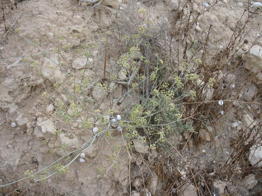 Image of Deverra tortuosa specimen.