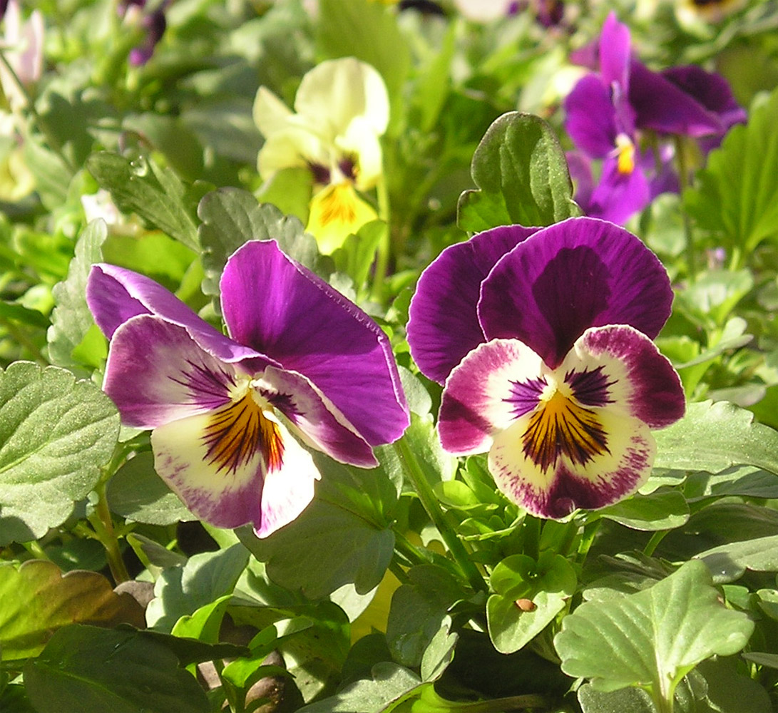 Image of Viola wittrockiana specimen.