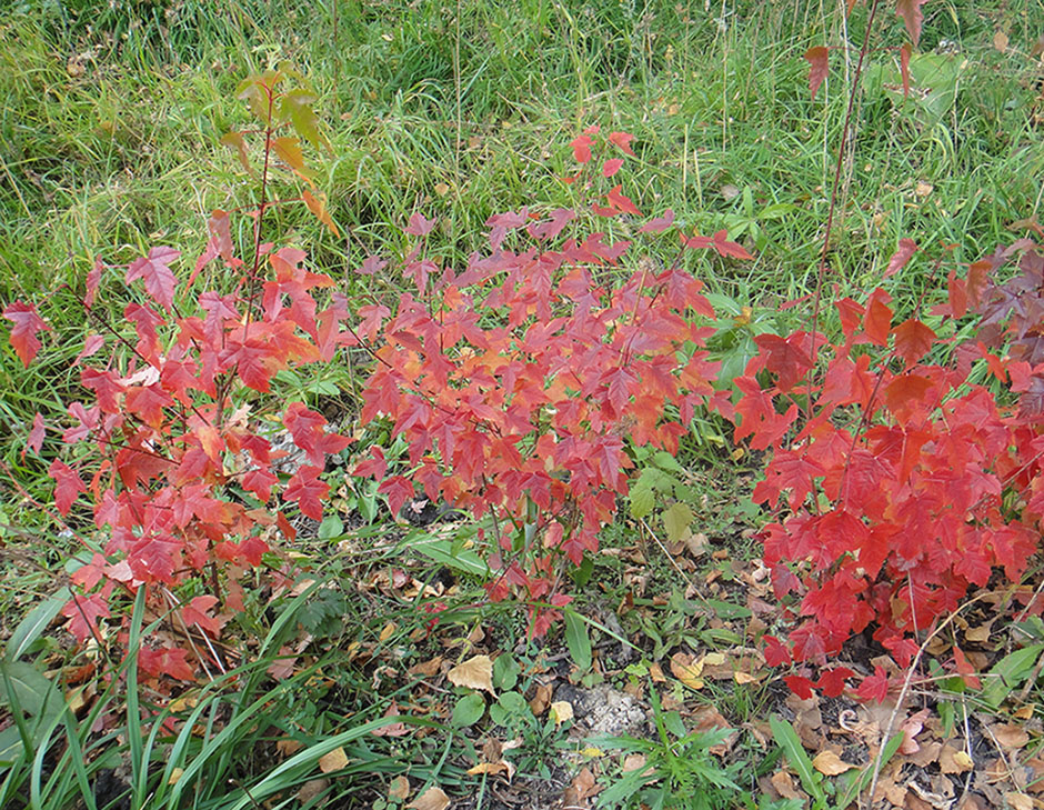 Image of Acer ginnala specimen.