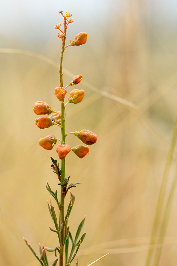 Image of Reseda lutea specimen.