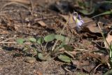 Viola rupestris. Цветущее растение с повреждёнными лепестками. Белоруссия, Городокский р-н, окр. дер Панкры, участок нарушенной растительности на месте сухого сосняка. 04.05.2012.